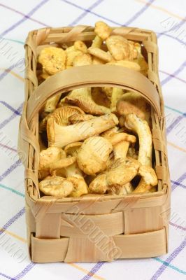 Chanterelles in a Basket Chanterelles in a Basket