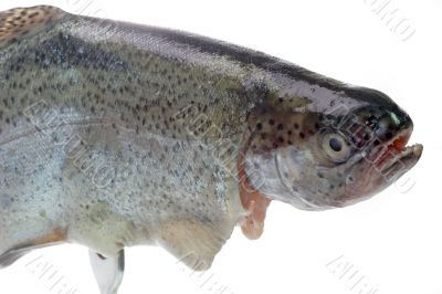 Fish eye