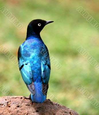 Blue Bird Of Africa
