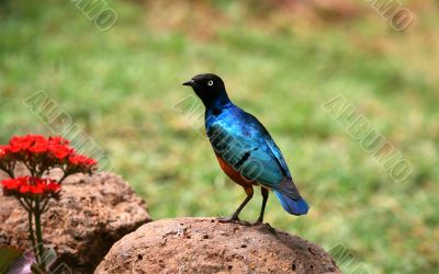 African Blue Bird