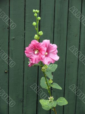 Floral Background Floral Background