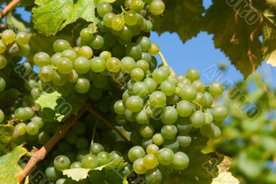 White grapes in the vineyard White grapes in the vineyard