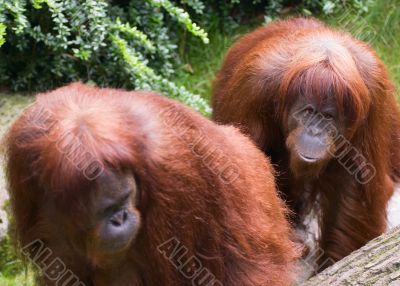 Sumatran Orangutan Sumatran Orangutan