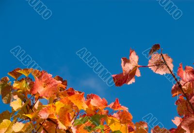 Colorful Wine Leafs