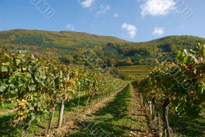 Colorful vineyard