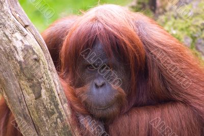 Sumatran Orangutan