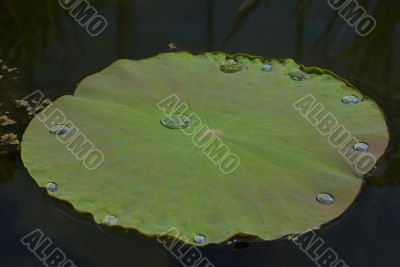 Green Lotus leaf with water drop