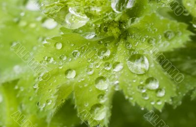 Water drops on the leafs of a Lady`s mantle