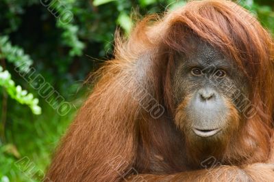 Sumatran Orangutan