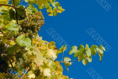 White grapes in the vineyard