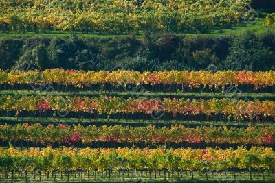 Colorful vineyard