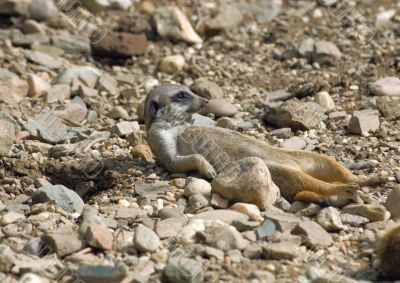  	Meerkats