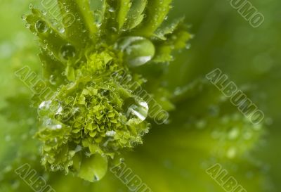 Water drops on the leafs of a Lady`s mantle