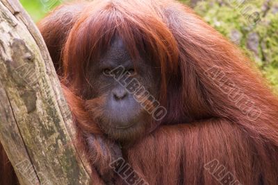 Sumatran Orangutan