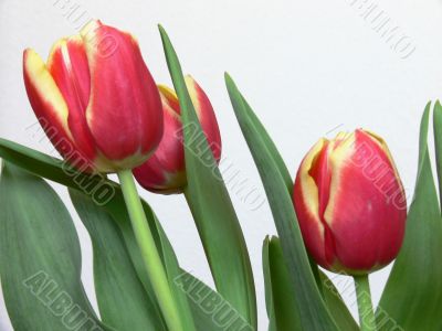 Bouquet red yellow tulips