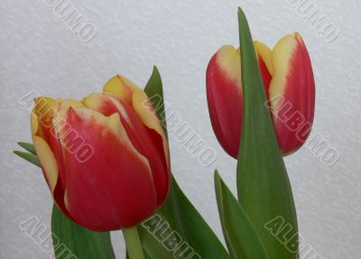 Two red yellow tulips