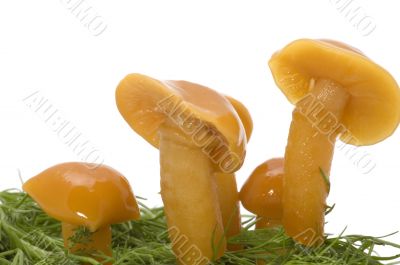behind mushrooms