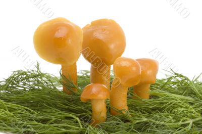 five mushrooms