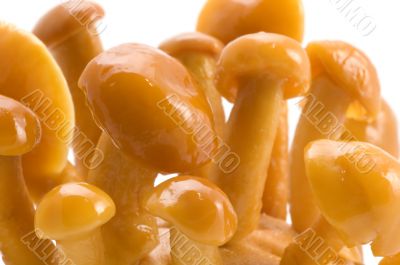 mushrooms cap