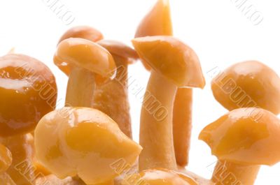 yellow mushrooms