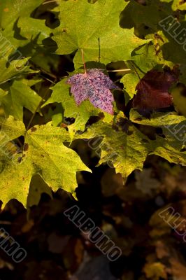 Maple leaves Maple leaves