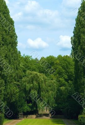 Huge trees, clouds and stairs