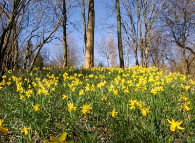 Flourishing daffodils