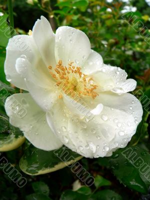 Rainy Day Rose