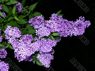 Purple Lilacs