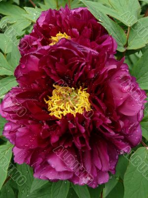 Big Purple Peony