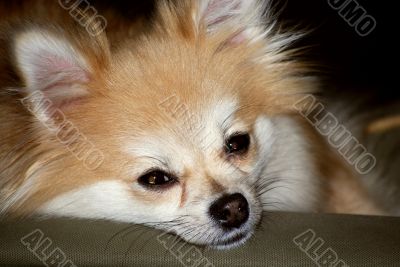 Pomeranian