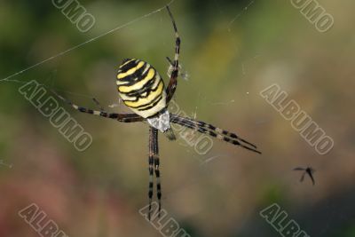 Wasp spider female