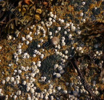 Barnacles on tidepool granite boulder