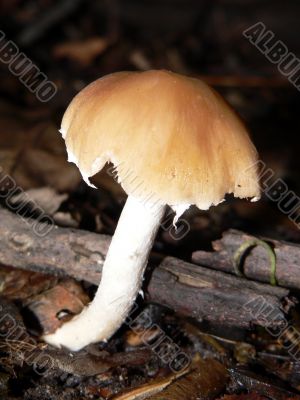 Single Mushroom Single Mushroom