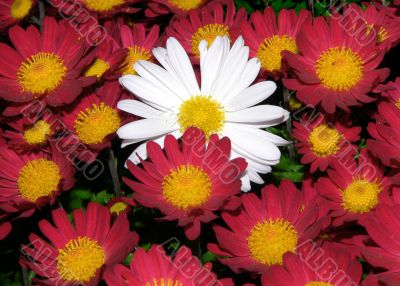 Chrysanthemum Background