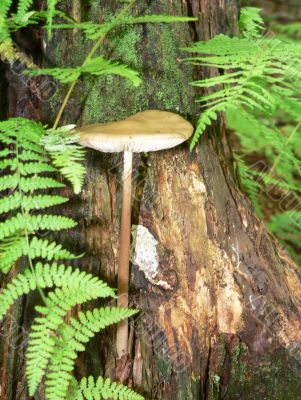 Single Tiny Mushroom