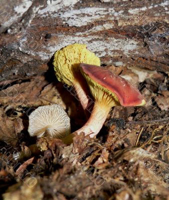 Autumn Mushrooms