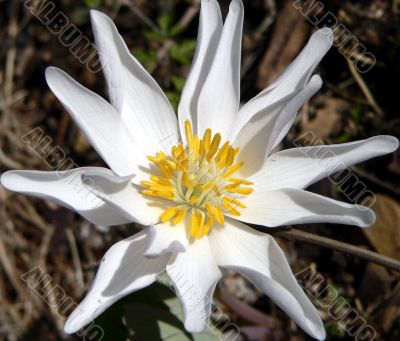 White Wildflower