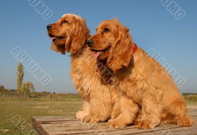 two puppies english cockers