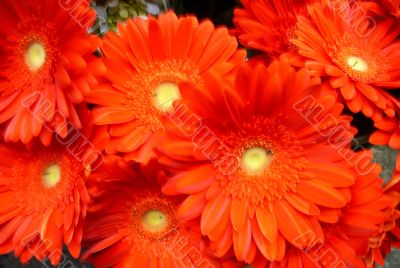 Orange Gerber Daisies Orange Gerber Daisies
