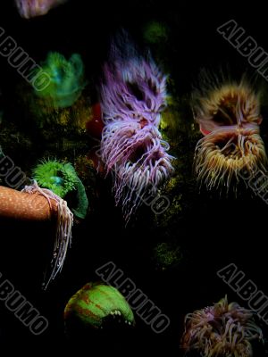 Neon Sea Anemones