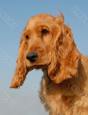 puppy english cocker