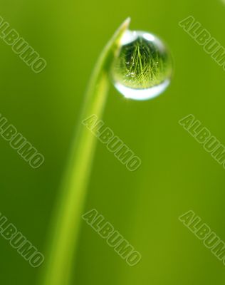 Droplet on grass