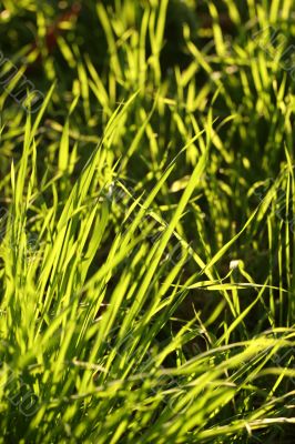 Bright green grass