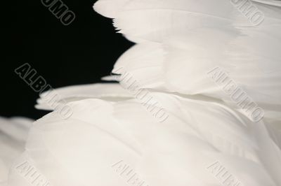 White feathers on black