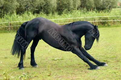 Bowing friesian horse