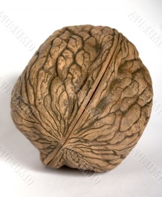 a walnut souvenir