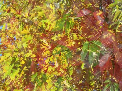 autumn: an abstract background