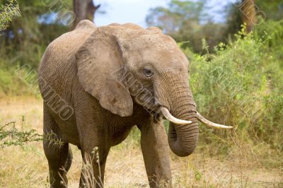 African Elephant