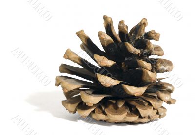 fir cone